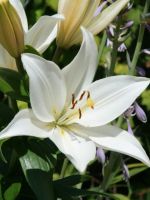 Lily Asiatic White
